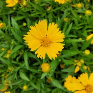 Coreopsis 'Gold'