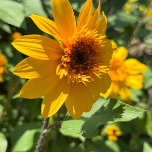 Helianthus annuus 'Double Yellow'