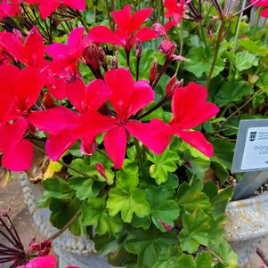 Pelargonium interspecific 'Hot Pink'