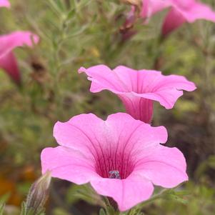Petunia hybrida 'Pink'