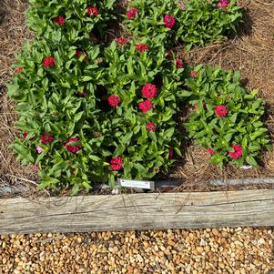 Zinnia hybrida 'Bright Rose'