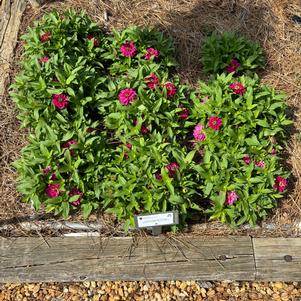 Zinnia hybrida 'Rose Gen 2'