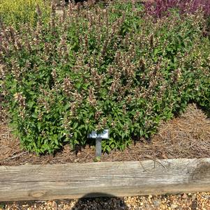 Agastache 'Orange'