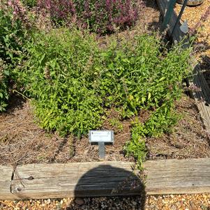 Agastache 'Red'
