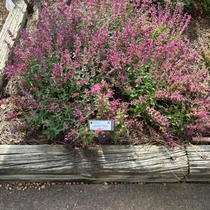 Agastache mexicana 'Magenta'