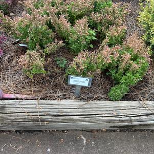 Agastache mexicana 'Peach'