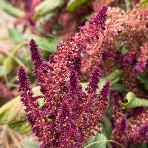 Amaranth 'Entry'