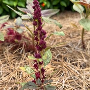 Amaranth 'Pygmy Torch'