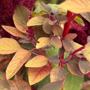 Amaranth 'Red Spike'