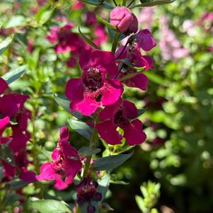 Angelonia 'Fuchsia'