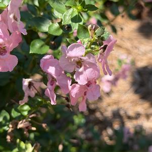 Angelonia 'Light Pink'