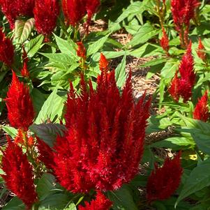 Celosia plumosa 'Scarlet Imp.'