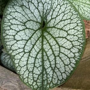 Brunnera 'King'