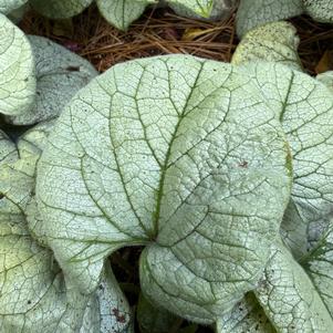 Brunnera 'Magic'