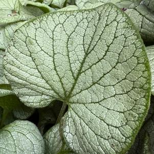 Brunnera macrophylla 