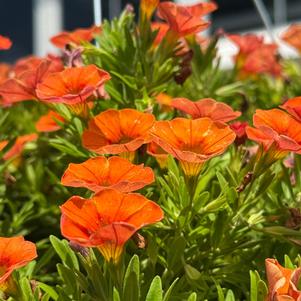 Calibrachoa 'Bright Orange'
