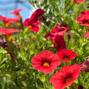 Calibrachoa 'Diva Orange'