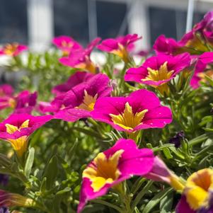 Calibrachoa 'Hot Pink 26'