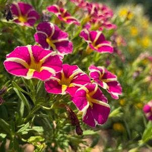 Calibrachoa 'Hot Pink Star'