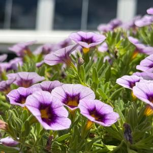 Calibrachoa 'Lavender Kiss'