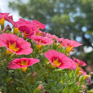 Calibrachoa 'Neo Coral Flash'
