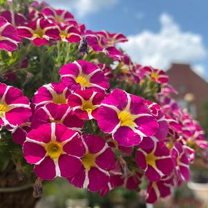 Calibrachoa 'Neo Magenta Star'