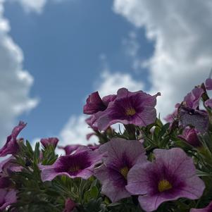 Calibrachoa 'Neo Rose Flash'