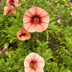 Calibrachoa 'Peach Grenadine 2025'