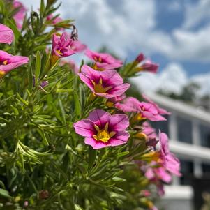 Calibrachoa 'Pink 26'