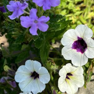 Confetti Garden® 'Blueberry Parfait'