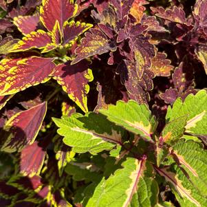 Confetti Garden® 'Portland'