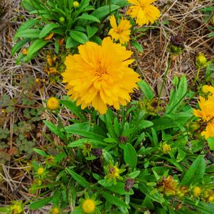 Coreopsis 'Compact MoonSwirl'