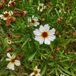 Coreopsis 'Opal'