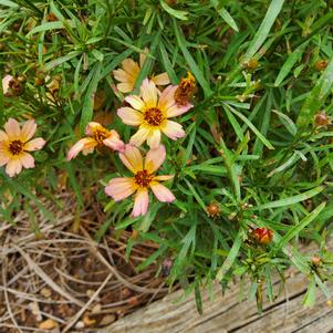 Coreopsis 'Sunstone'