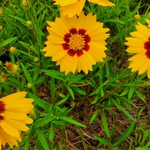 Coreopsis 'Velvet in Gold'