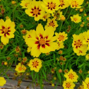 Coreopsis 'Yellow Bicolor'