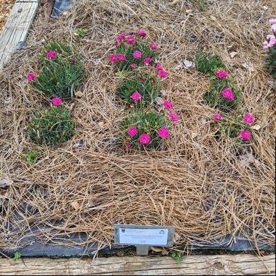Dianthus gratianopolitanus 