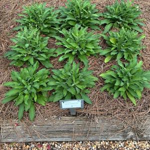 Digitalis 'Pink'
