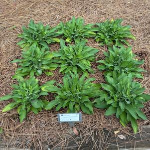 Digitalis 'White'