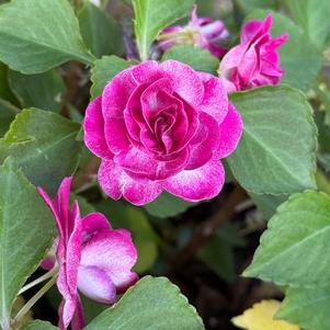 Double Impatiens 'Purple Stardust'