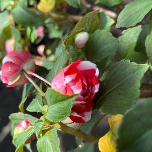 Double Impatiens 'Strawberry Sparkler'