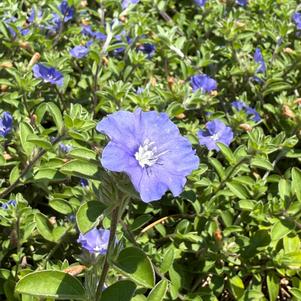 Evolvulus 'Hawaiian Blue Eyes'