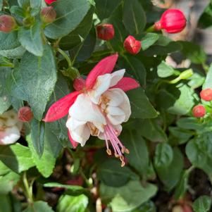 Fuchsia 'Arabesque'