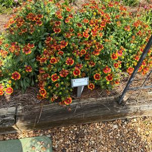 Gaillardia 'Flamenco Bicolor'