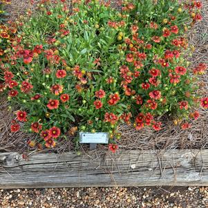 Gaillardia 'Red'