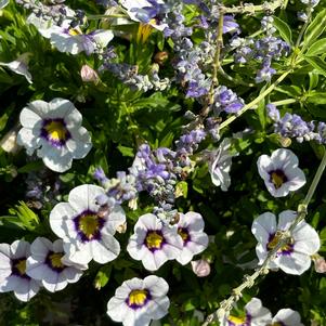 Garden Party 'Queen of Talk'