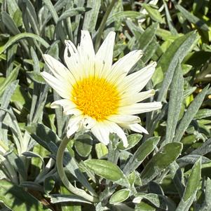 Gazania tomentosa 'Luna'