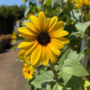 Helianthus annuus 'Yellow Dark Center'