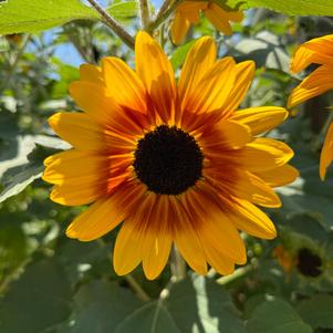 Helianthus annuus 'Yellow-Red Bicolor'