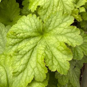 Heuchera 'Lime Zest'